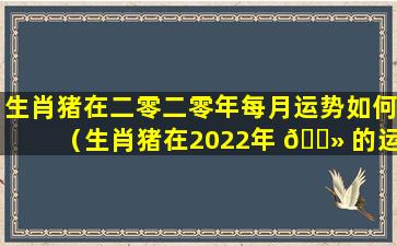 生肖猪在二零二零年每月运势如何（生肖猪在2022年 🌻 的运势以及注意 🐝 月份）